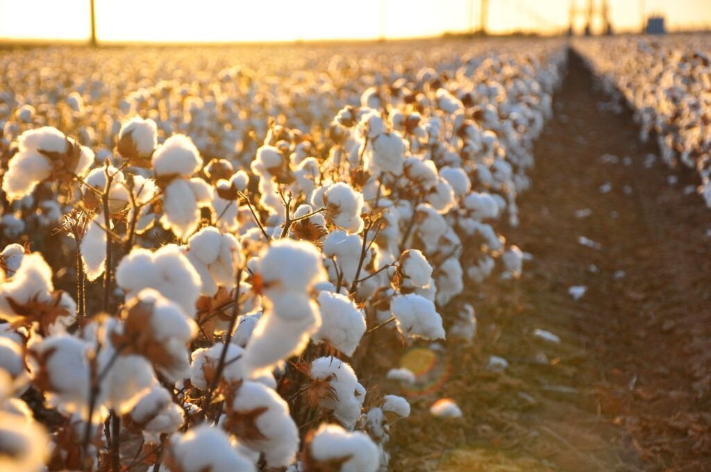 campo de plantação de algodão pima