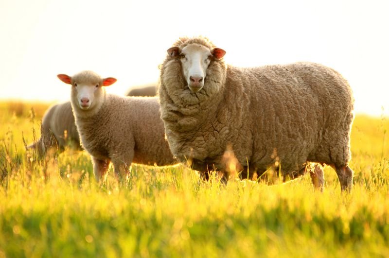ovelhas da raça merino